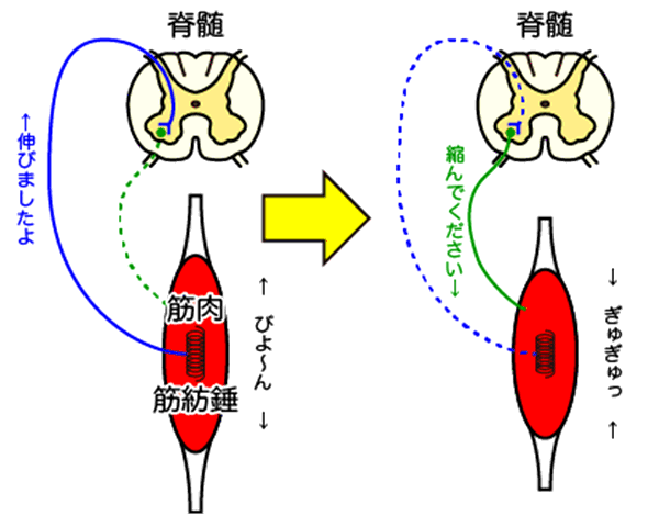 イップス治療　イップス克服　イップス改善　イップス病院